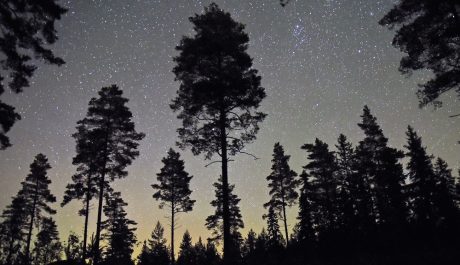 EU-beslut gynnar svensk skogsnäring