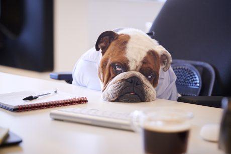 Trött hund vid skrivbord